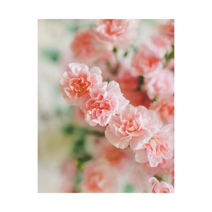Pink Carnation: Original Photo